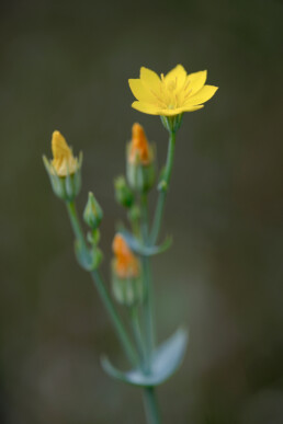 Gele bloem van herfstbitterling (Blackstonia perfoliata) in de natte duinvallei van het Kennemermeer bij IJmuiden.