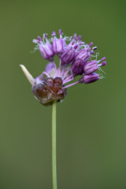 Paarse bloemen van bloeiend kraailook (Allium vineale) in de Kwade Hoek van Duinen van Goeree.