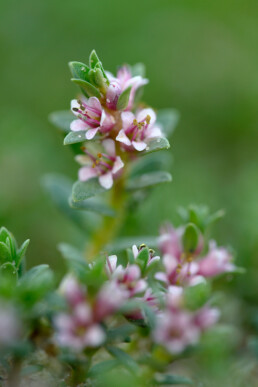 Stengel en roze bloemen van bloeiend melkkruid (Glaux maritima) aan de rand van een kreek in de Kwade Hoek van de Duinen van Goeree.