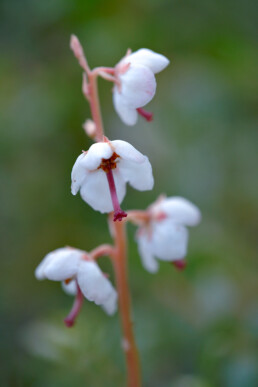 Stengel en witte bloemen van rond wintergroen (Pyrola rotundifolia) in een natte duinvallei van het Kennemermeer bij IJmuiden.