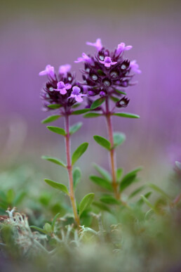 Twee stengels en kleine, paarse bloemen van grote tijm (Thymus pulegioides) in de duingraslanden van het Noordhollands Duinreservaat bij Bakkum.