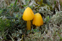 Puntmutswasplaat (Hygrocybe acutoconica) tussen kruiden en mossen in de duingraslanden van het Noordhollands Duinreservaat bij Bakkum.