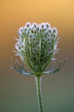 Stengel en ingeklapt bloemscherm met zaadjes van wilde peen (Daucus carota) in het Noordhollands Duinreservaat bij Wijk aan Zee.