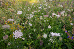 Veld met wilde peen (Daucus carota) en andere bloemen in het zeedorpenlandschap van het Noordhollands Duinreservaat bij Wijk aan Zee.