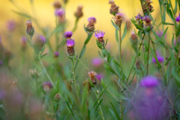 Paarse bloemen van knoopkruid (Centaurea jacea) in natte duinvallei van het Noordhollands Duinreservaat bij Wijk aan Zee.