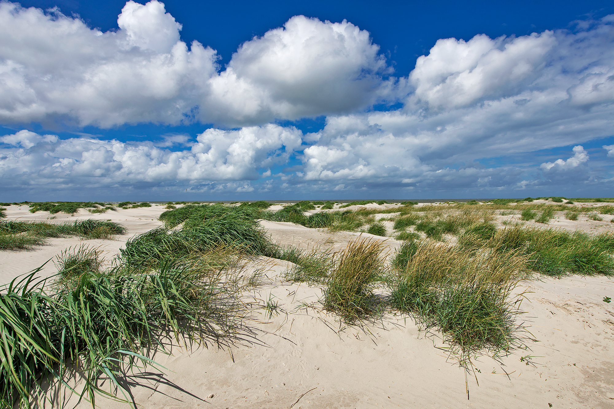Duinen begroeid met zandhaver in de zeereep van het onbewoonde Waddeneiland Rottumeroog in de Nederlandse Waddenzee.