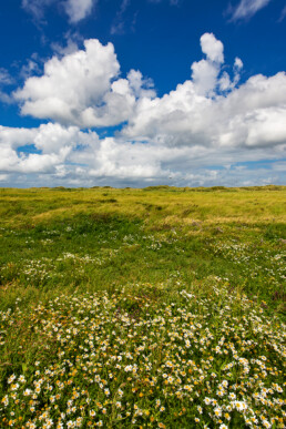 Reukeloze kamille (Tripleurospermum maritimum) op de kwelder van het onbewoonde Waddeneiland Rottumeroog in de Nederlandse Waddenzee.