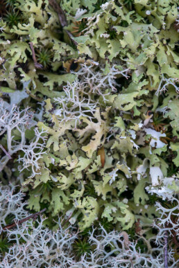 Tapijt van het korstmos Zomersneeuw (Cladonia foliacea) met rendiermos op het duinzand van het Noordhollands Duinreservaat bij Bergen aan Zee.