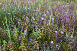 Bloeiend watermunt (Mentha aquatica) aan de rand van een natte duinvallei in de duinen van Meijendel bij Wassenaar.