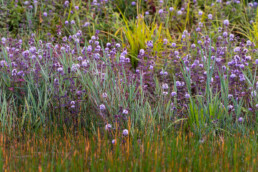 Bloeiend watermunt (Mentha aquatica) aan de rand van een natte duinvallei in de duinen van Meijendel bij Wassenaar.