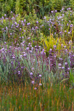 Bloeiend watermunt (Mentha aquatica) aan de rand van een natte duinvallei in de duinen van Meijendel bij Wassenaar.