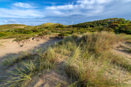 Landschap met zanderige duinhellingen, helmgras en duinstruweel in het natuurgebied Meijendel bij Wassenaar