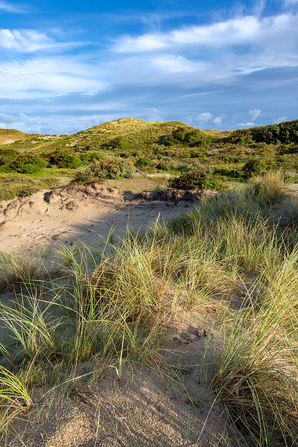 Landschap met zanderige duinhellingen, helmgras en duinstruweel in het natuurgebied Meijendel bij Wassenaar