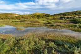 Zicht op natte duinvallei en duinhellingen in het duinlandschap van natuurgebied Meijendel bij Wassenaar.