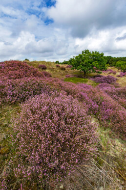 Paarse struiken van bloeiende heide (Calluna vulgaris) tijdens zomer in de duinen van het Noordhollands Duinreservaat bij Bergen.