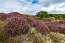 Paarse struiken van bloeiende heide (Calluna vulgaris) tijdens zomer in de duinen van het Noordhollands Duinreservaat bij Bergen.