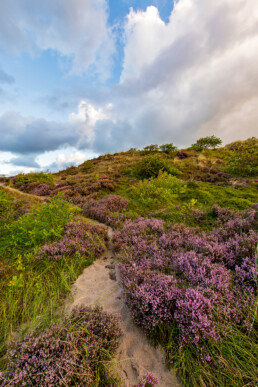 Zanderig struinpaadje loopt langs paarse struiken van bloeiende heide in de Schoorlse Duinen bij Hargen aan Zee.