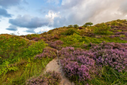 Zanderig struinpaadje loopt langs paarse struiken van bloeiende heide in de Schoorlse Duinen bij Hargen aan Zee.