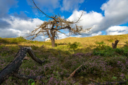 Blauwe lucht en witte wolken boven verbrande, dode naaldboom in het duinlandschap van de Schoorlse Duinen.