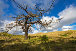 Blauwe lucht en witte wolken boven verbrande, dode naaldboom in het duinlandschap van de Schoorlse Duinen.