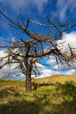 Blauwe lucht en witte wolken boven verbrande, dode naaldboom in het duinlandschap van de Schoorlse Duinen.