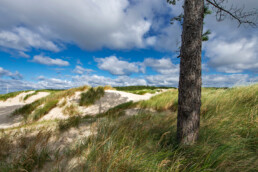 Naaldboom aan de rand van het stuifduin Baaknol in de Schoorlse Duinen bij Hargen aan Zee.