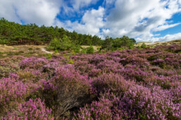 Paarse struiken van bloeiende heide (Calluna vulgaris) in de Schoorlse Duinen bij Hargen aan Zee.