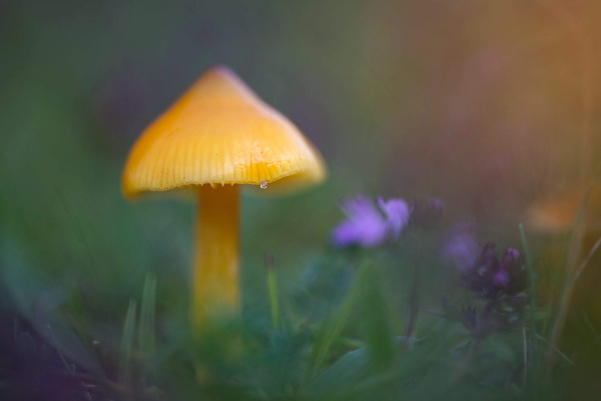 Gele steel en hoed van puntmutswasplaat (Hygrocybe acutoconica) tussen het gras in het Noordhollands Duinreservaat bij Bergen.