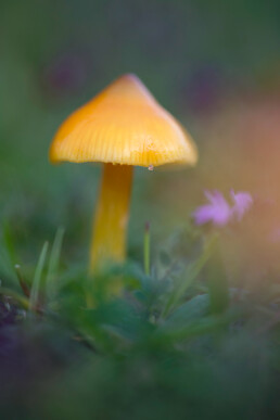 Gele steel en hoed van puntmutswasplaat (Hygrocybe acutoconica) tussen het gras in het Noordhollands Duinreservaat bij Bergen.