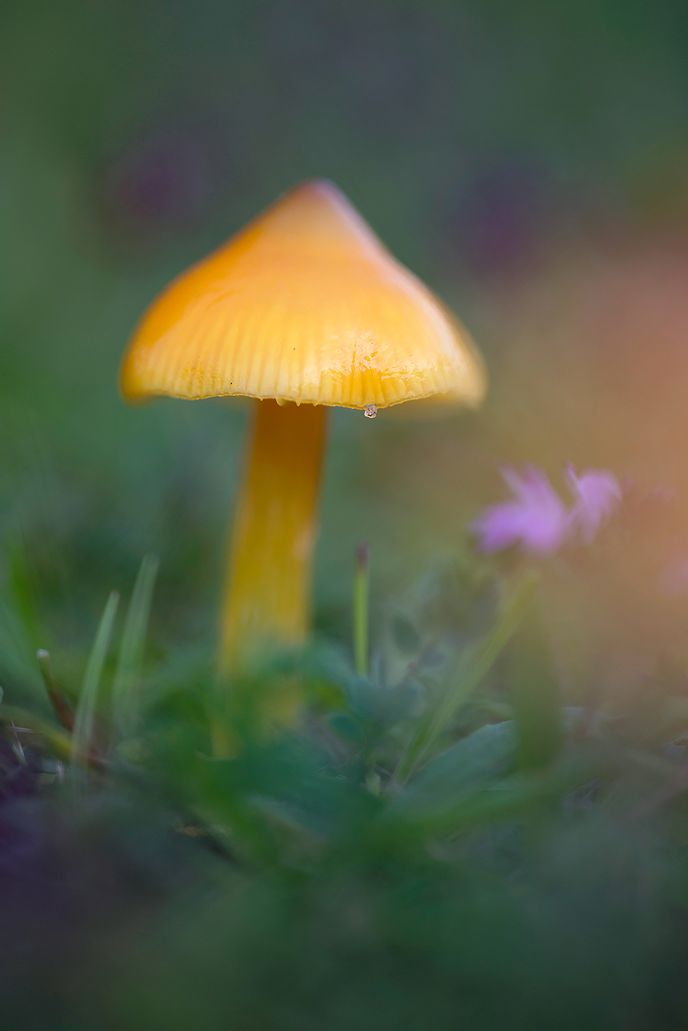 Gele steel en hoed van puntmutswasplaat (Hygrocybe acutoconica) tussen het gras in het Noordhollands Duinreservaat bij Bergen.