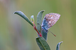 Icarsublauwtje (Polyommatus icarus) rustend op het blad van kruipwilg in het Noordhollands Duinreservaat bij Bergen.