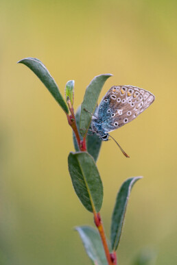 Icarsublauwtje (Polyommatus icarus) rustend op het blad van kruipwilg in het Noordhollands Duinreservaat bij Bergen.