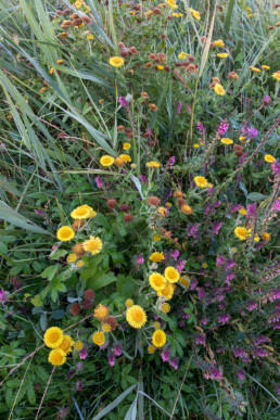 Heelblaadjes (Pulicaria dysenterica) en rode ogentroost (Odontites vernus subsp. serotinus) langs natte duinvallei in de Kwade Hoek van Duinen van Goeree.