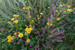 Heelblaadjes (Pulicaria dysenterica) en rode ogentroost (Odontites vernus subsp. serotinus) langs natte duinvallei in de Kwade Hoek van Duinen van Goeree.