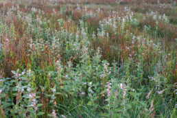 Veld met heemst (Althaea officinalis) in natte duinvallei van de Kwade Hoek in de Duinen van Goeree