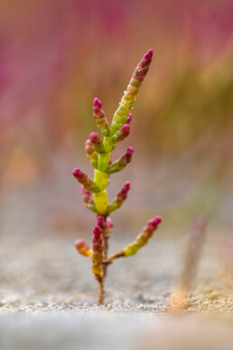 Rood verkleurd zeekraal (Salicornia) in de nazomer op de strandvlakte van de Kwade Hoek in de Duinen van Goeree.