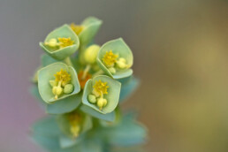 Groenblauwe bloemen van zeewolfsmelk (Euphorbia paralias) in de zeeduinen van de Kwade Hoek op het eiland Goeree.