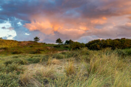 Roze wolkenlucht tijdens zonsopkomst in de duinen van het Nationaal Park Zuid-Kennemerland bij Bloemendaal aan Zee.