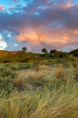 Roze wolkenlucht tijdens zonsopkomst in de duinen van het Nationaal Park Zuid-Kennemerland bij Bloemendaal aan Zee.