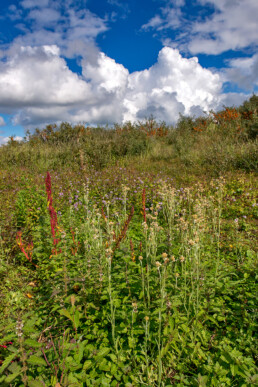 Bleekgele droogbloem (Gnaphalium luteo-album) en watermunt in een natte duivallei van het Noordhollands Duinreservaat bij Bakkum.