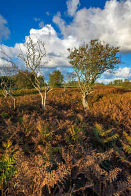 Boompjes in een veld vol adelaarsvarens (Pteridium aquilinum) in de Amsterdamse Waterleidingduinen bij De Zilk.