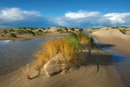 Helmgras op embryonaal duintje langs natte vallei op de strandvlakte van De Hors op waddeneiland Texel.