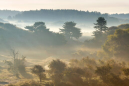 Het eerste zonlicht schijnt door lagen mist tijdens zonsopkomst in de duinen van het Nationaal Park Zuid-Kennemerland bij Bloemendaal aan Zee