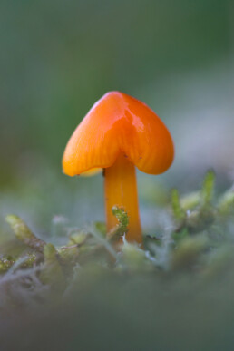 Oranje steel en hoed van een wasplaat (Hygrocybe) in de duingraslanden van het Nationaal Park Zuid-Kennemerland bij Bloemendaal aan Zee