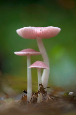 Witte steel en roze hoed van heksenschermpje (Mycena rosea) in het loofbos van het Noordhollands Duinreservaat bij Heemskerk