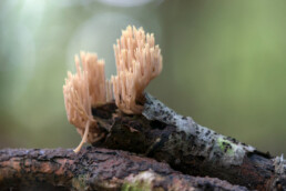 Rechte koraalzwam (Ramaria stricta) op een dode tak in het bos van het Noordhollands Duinreservaat bij Heemskerk