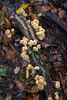 Gewone zwavelkop (Hypholoma fasciculare)op een dode tak in het loofbos van het Noordhollands Duinreservaat bij Heemskerk;