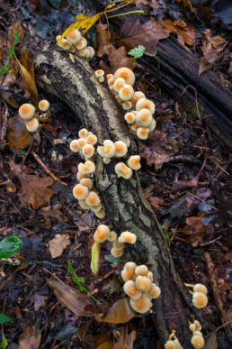 Gewone zwavelkop (Hypholoma fasciculare)op een dode tak in het loofbos van het Noordhollands Duinreservaat bij Heemskerk;