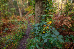 Smal struinpaadje door dichte vegetatie van bramen en varens tijdens herfst in het bos in het Noordhollands Duinreservaat bij Heemskerk