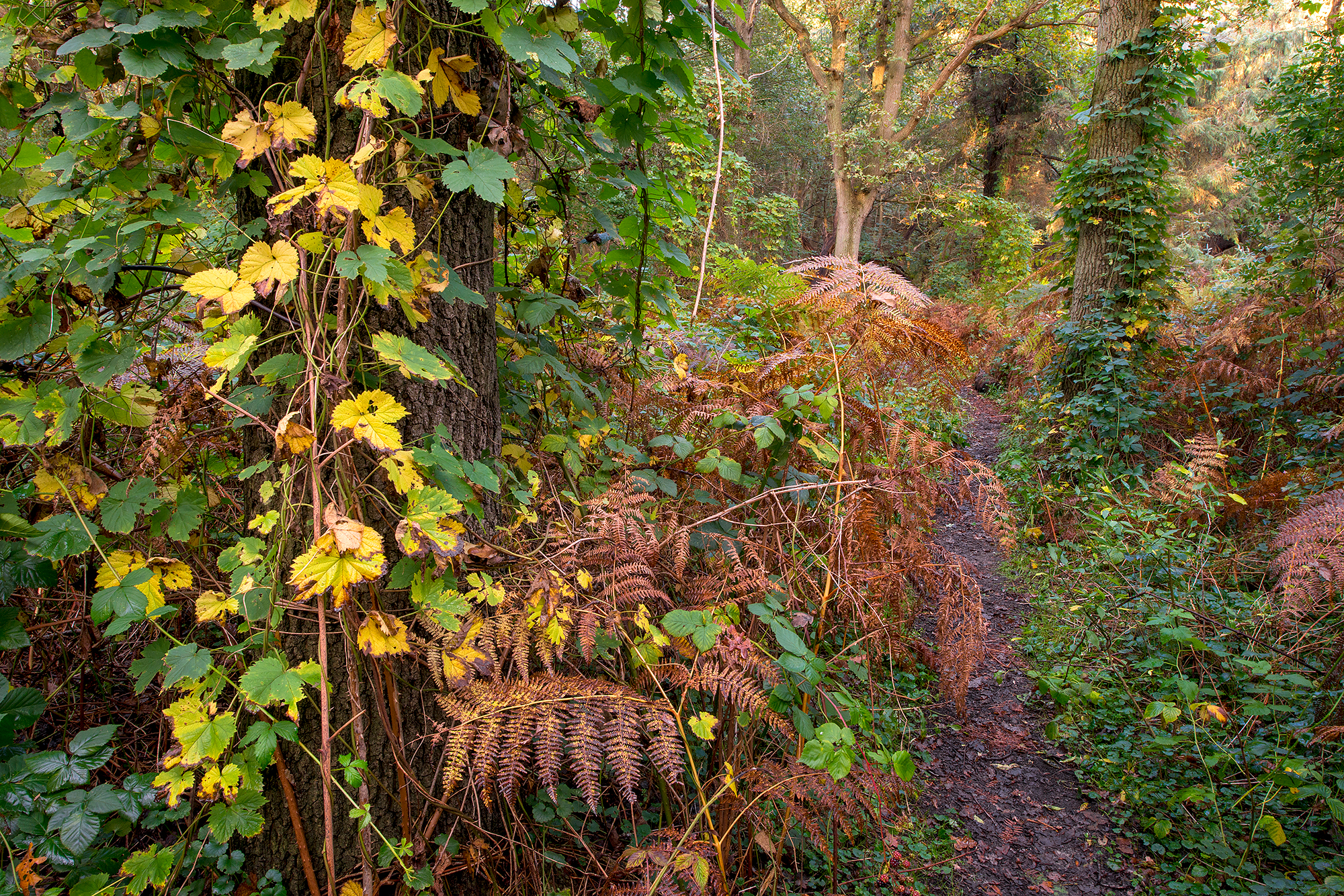 Smal struinpaadje door dichte vegetatie van bramen en varens tijdens herfst in het bos in het Noordhollands Duinreservaat bij Heemskerk